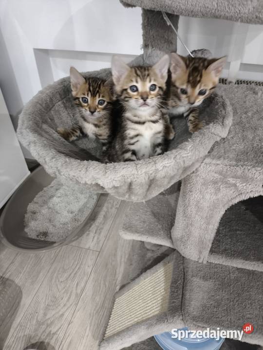 Kotki bengalskie Nielubia sprzedam