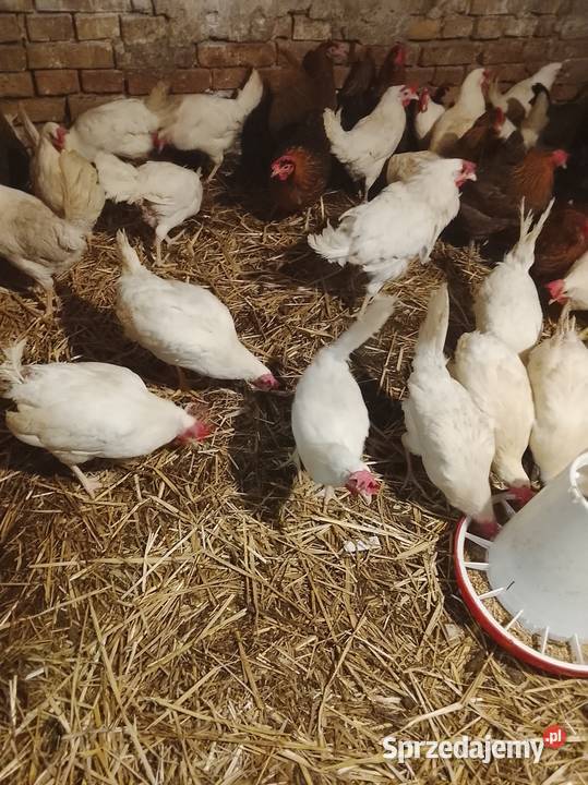 Kury nioski 30 tygodni leghorn Brzeźno