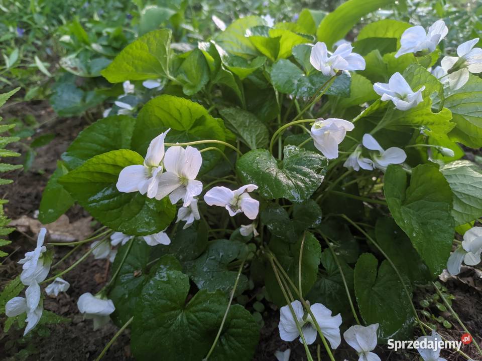 Fiołek Motylkowy Biały Alba Lublin