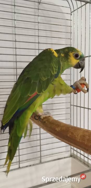 Amazonka niebieskoczelna 2024r Zielonka