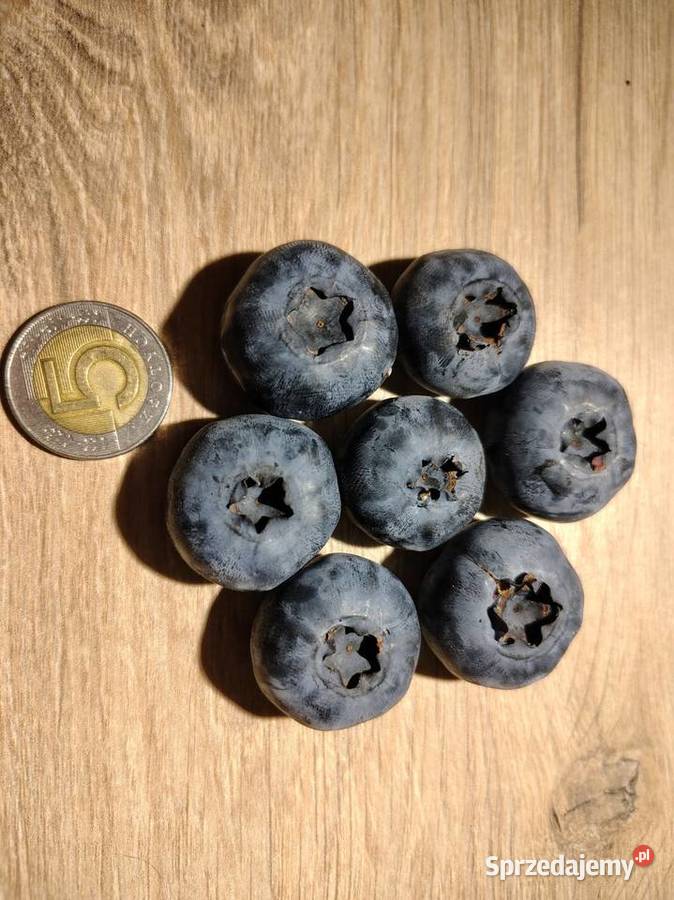 Borówki amerykańskie owoce Łazy