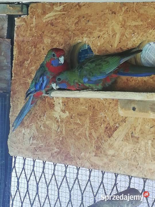 Sprzedam rozelle królewskie Nowy Sącz sprzedam