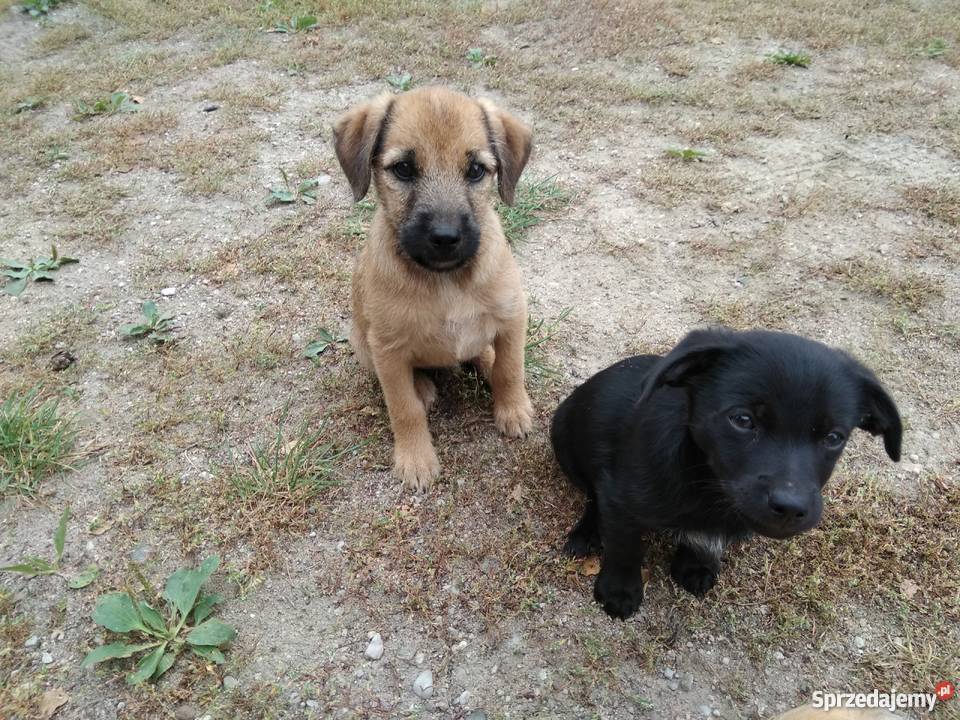 sprzedam małe pieski Pozostałe Mołomotki sprzedam