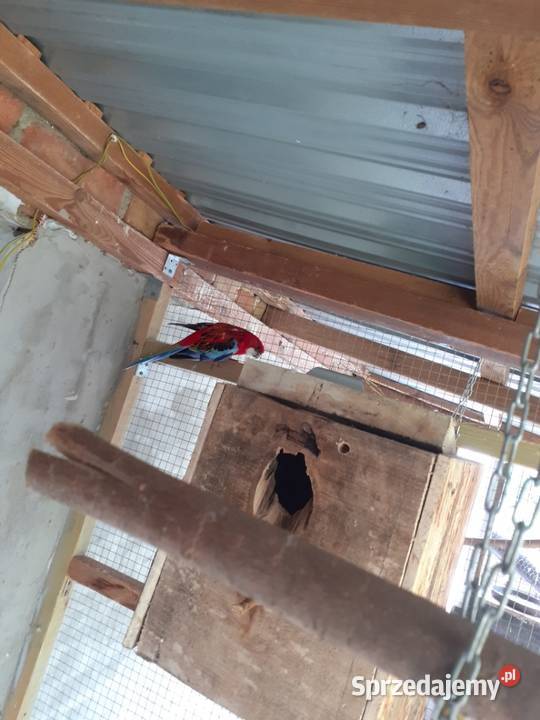 Sprzedam rozellę białolicę Nowa Tuchorza