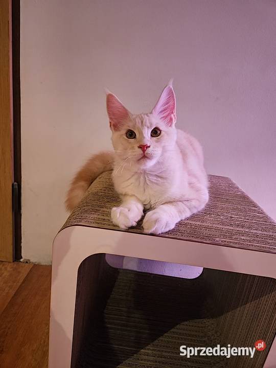 CatsMyLove kociaki Ruda Śląska sprzedam