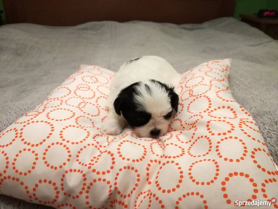 piękne szczeniaki Shih tzu Świecie