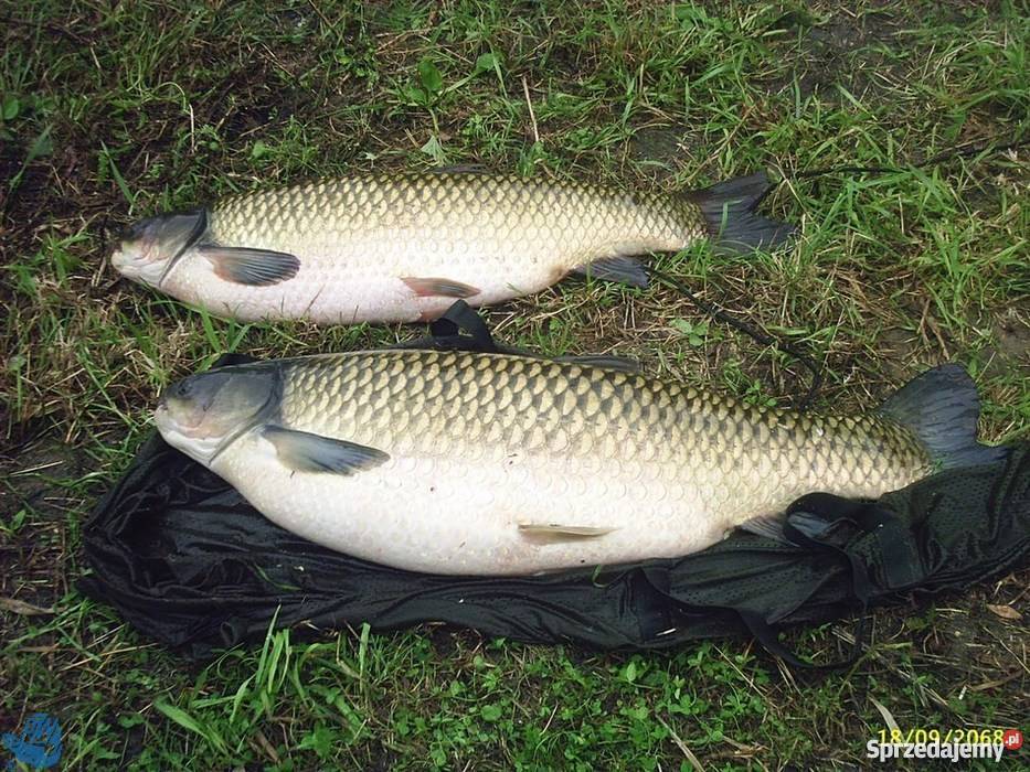 karp amur Piekary Śląskie