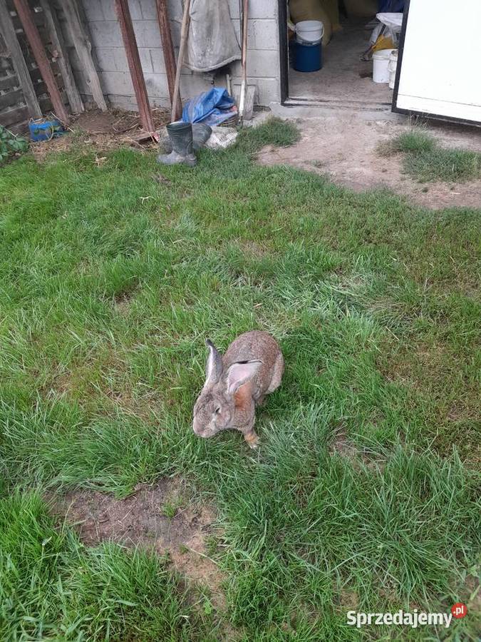 Sprzedam samca Belga Odrzywół