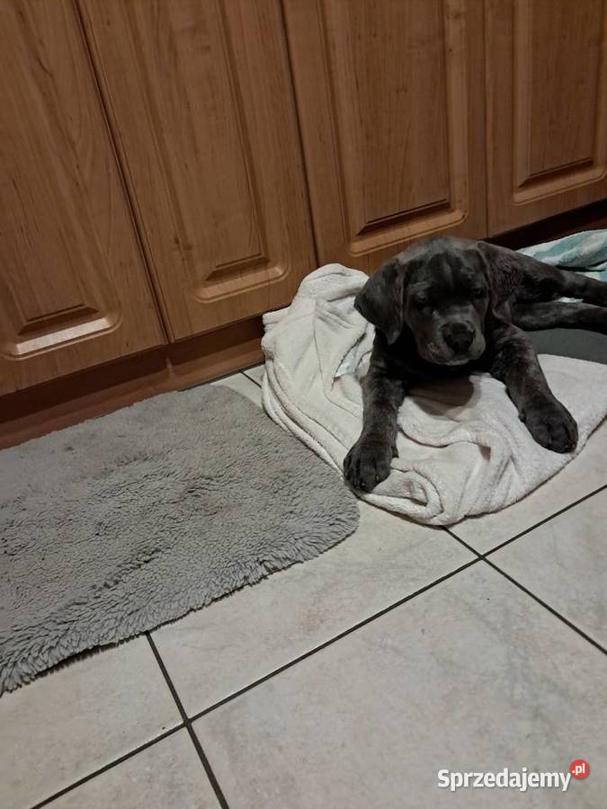 Urocze Cane Corso Ostrowiec Świętokrzyski