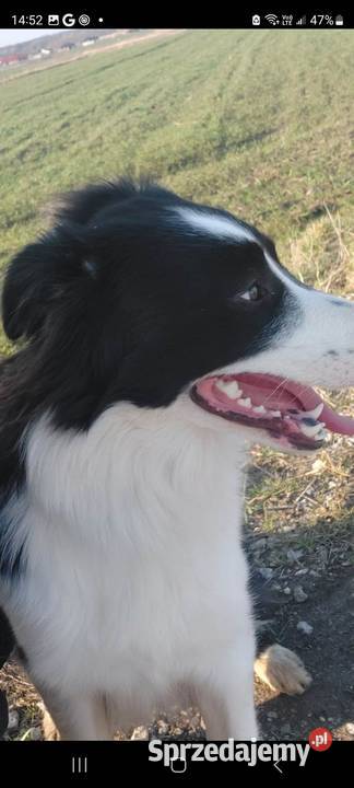 Border collie szczeniaki świętokrzyskie Łubnice sprzedam