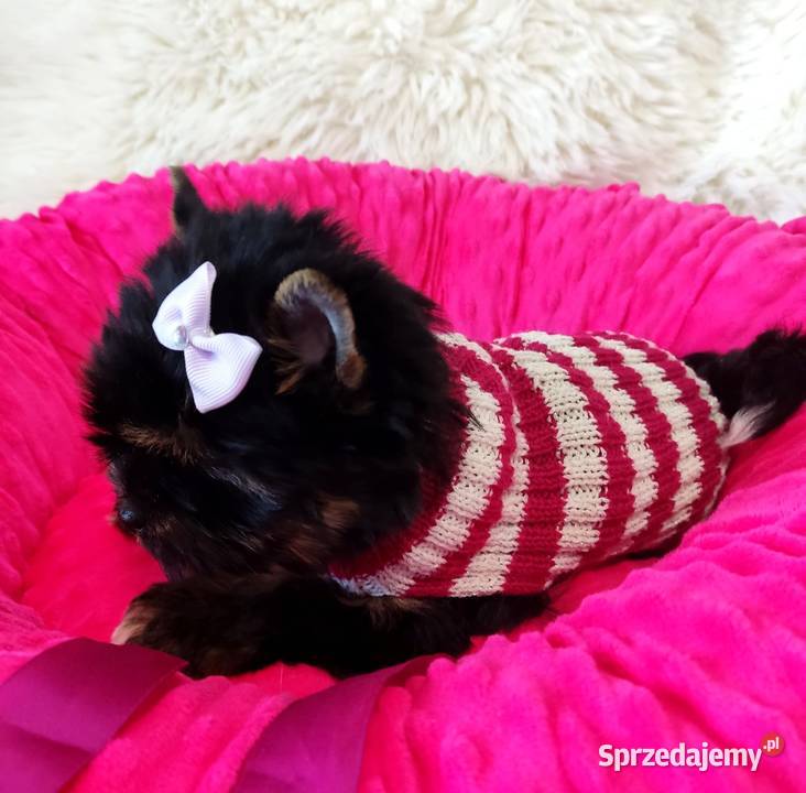 Kraj i zagranica Prześliczna czarna MAMBAŚliczna York Opole