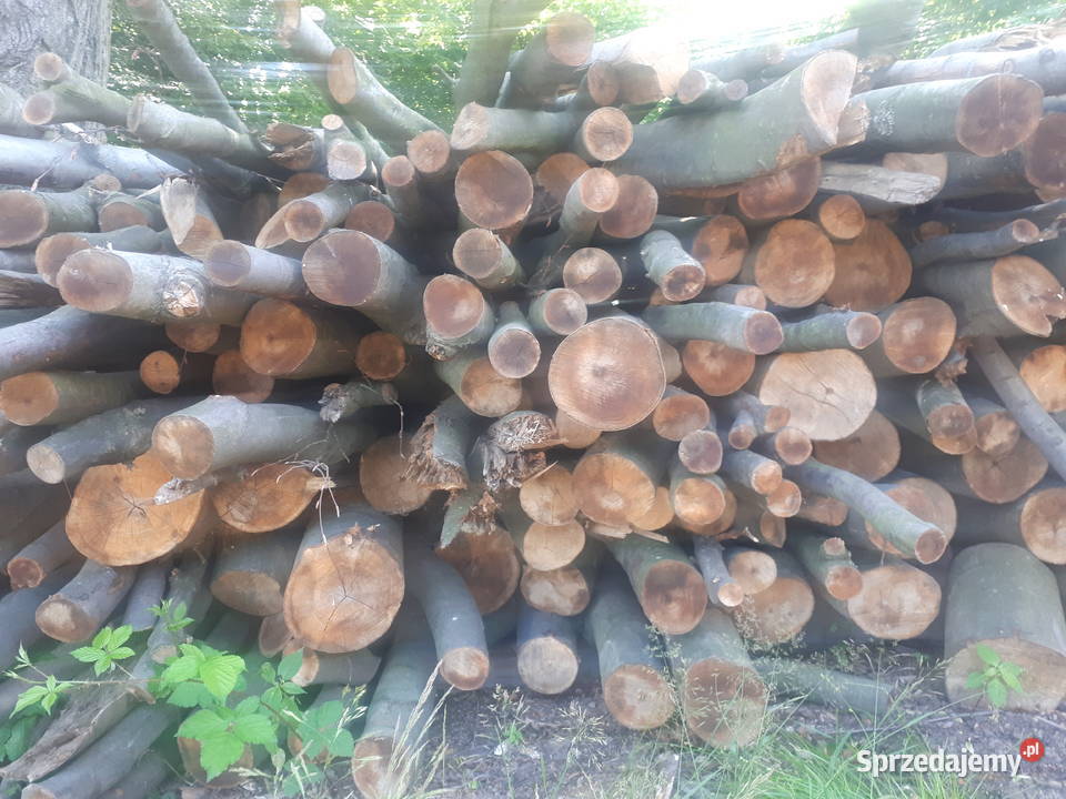 Drewno drzewo buk transport gratis