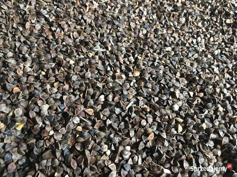 Sprzedam Grykę hreczka Oleszyce