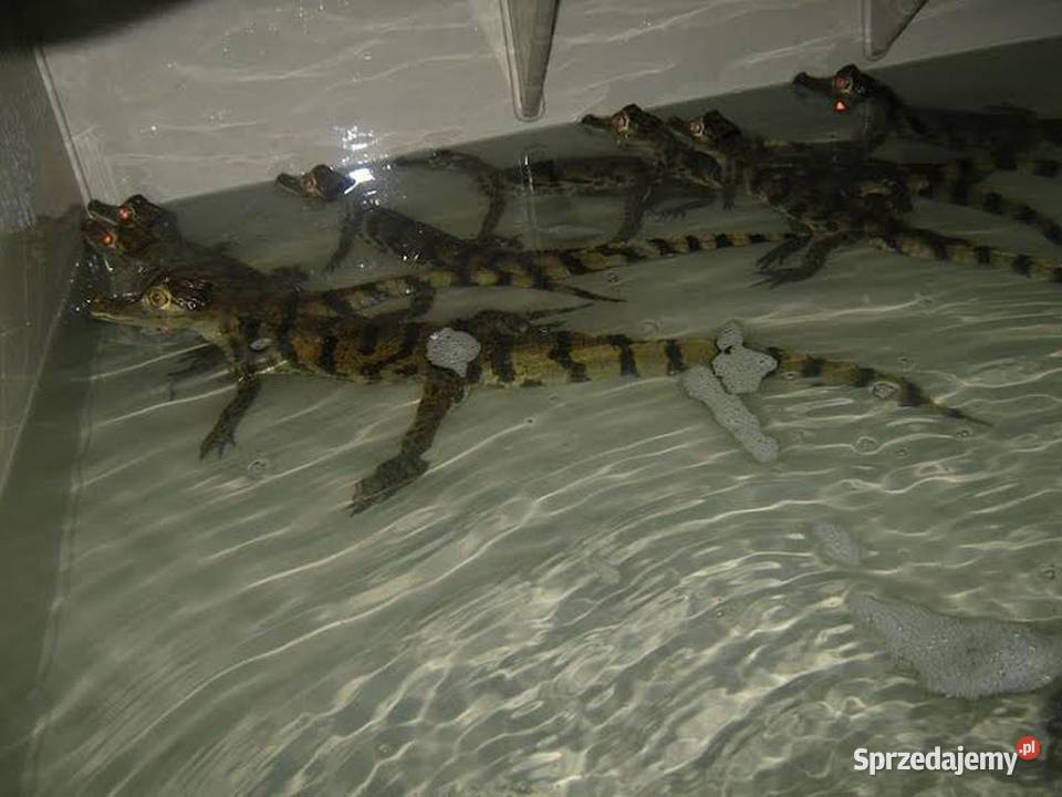 Sprzedam młode Kajmany okularowe Caiman Katowice