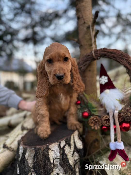 Piękny Cocker Spaniel Angielski piesek sunia z