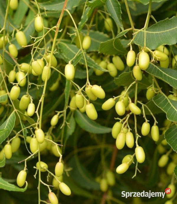 MIODLA INDYJSKA Azadirachta indica NASIONA 100g Lubanie sprzedam