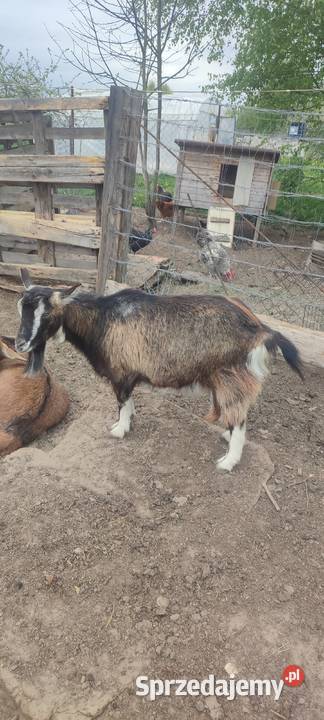 Sprzedam kozy owce i barana Goździk