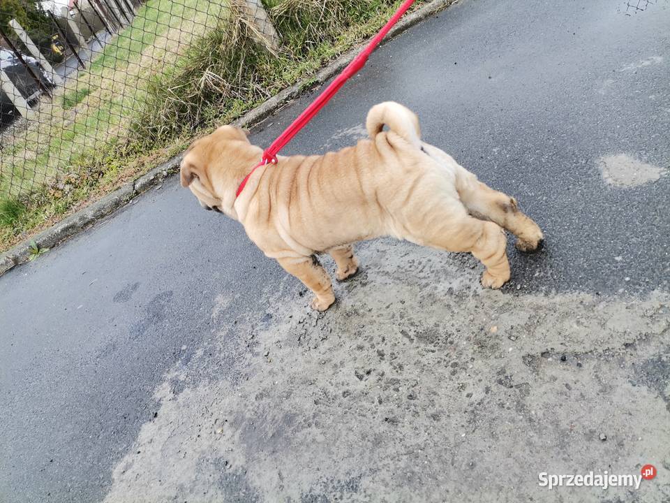 Shar pei szczeniaki wystawowe Opole
