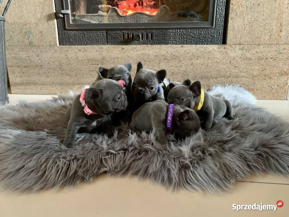 Buldog francuski blue buldogi Buldog