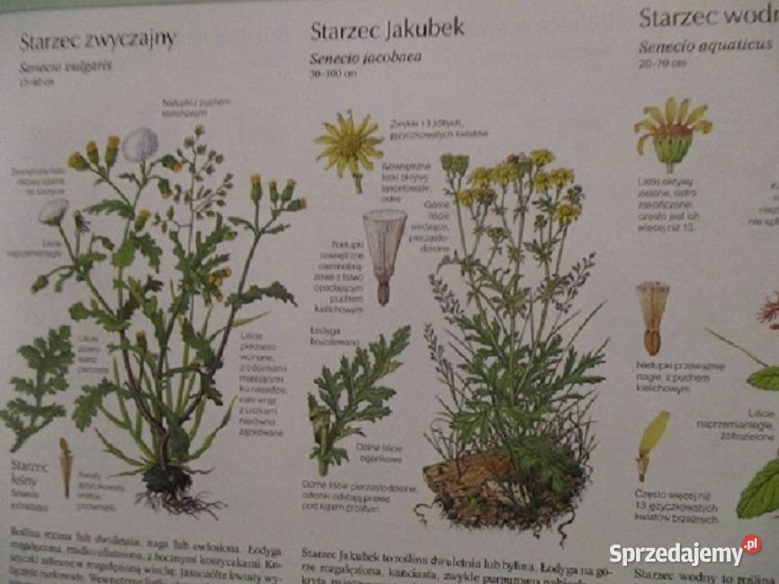 Mieszkanie w kwiatachmoje hobbykwiatyogród Łódź