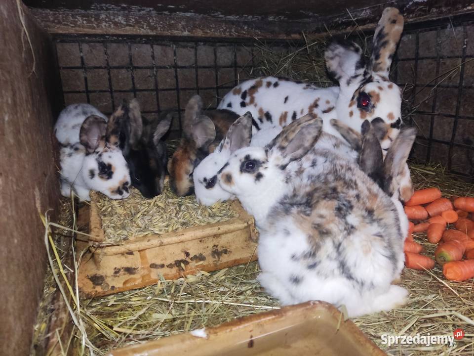 Króliki Olbrzym Belgijski Srokacz Niemiecki Rex Kolbuszowa Górna