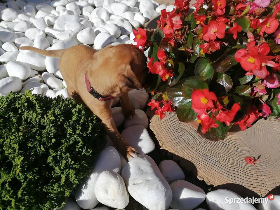 Bokser szczenięta Żukowo