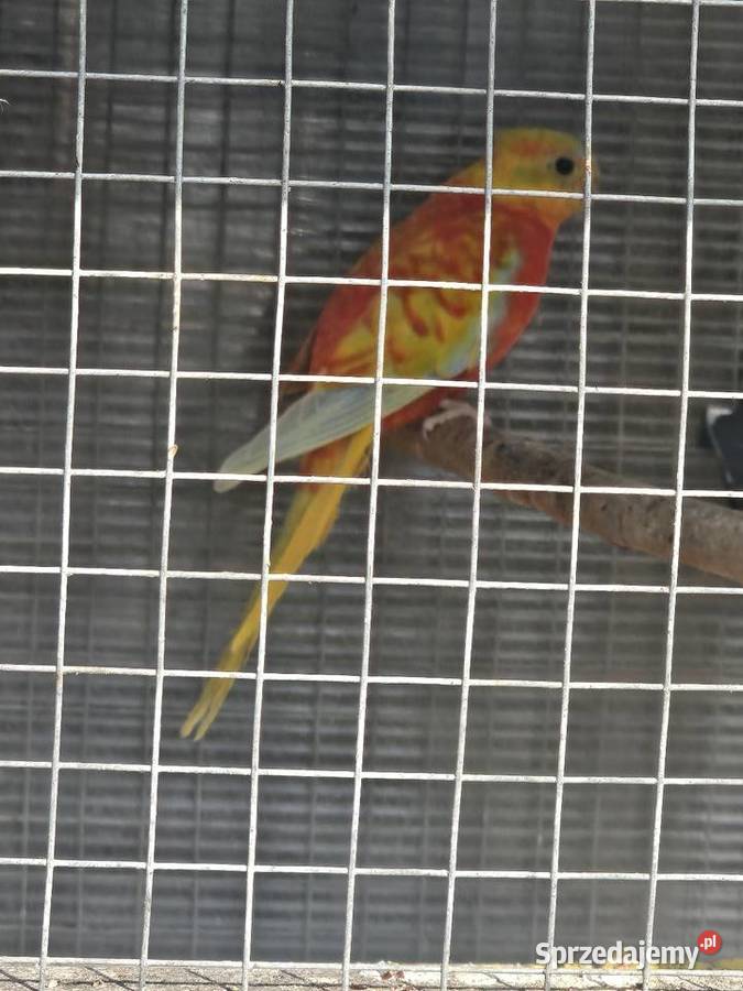 Łąkówka samiec śląskie Godów