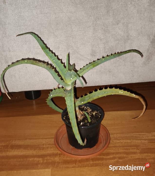 Aloes 1 sukulent wysokość 24 mazowieckie Warszawa
