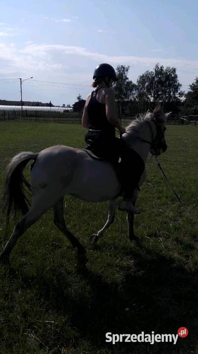 Konik polski źrebna klacz Konie łódzkie Błaszki