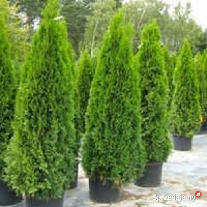 TUJATuje Szmaragd PROMOCJE oferuję transport Bielsko-Biała