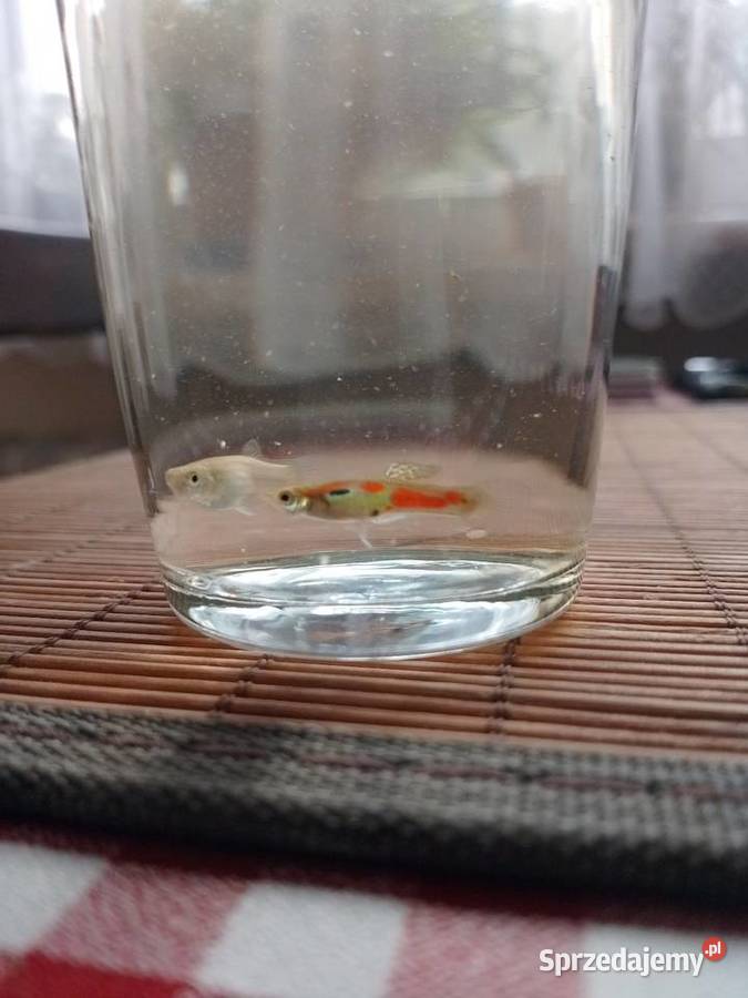 Gupiki endlera Wrocław sprzedam