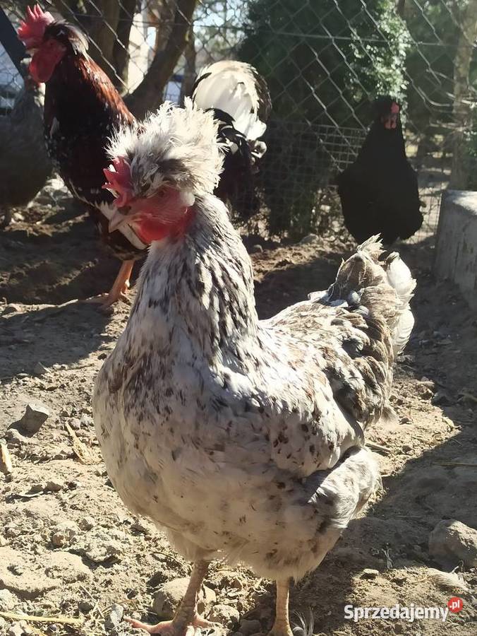 Jaja lęgowe czubatka staropolska Krupe