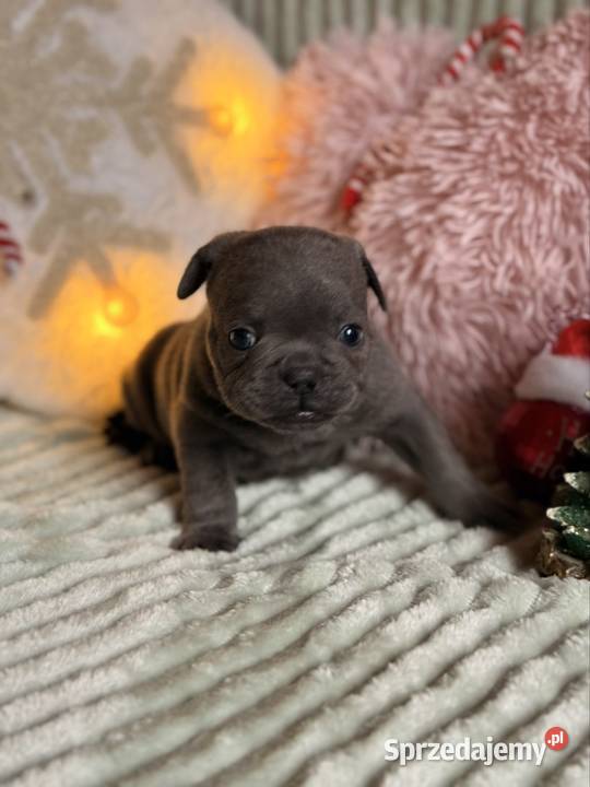 Buldog francuski do rezerwacji śląskie Częstochowa