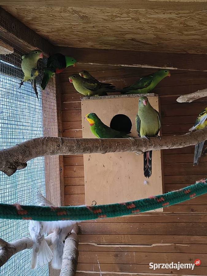 Księżniczki Walii inne papugi świętokrzyskie Sobków