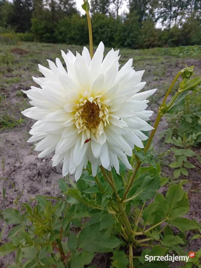Dalie wysokie karpy bulwy sadzonki Przyszów