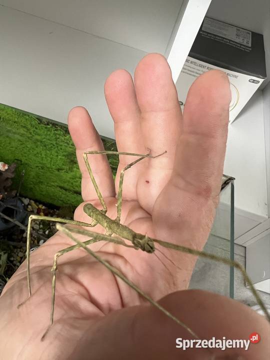 Patyczaki 2 do 6 wielkopolskie Strzałkowo sprzedam
