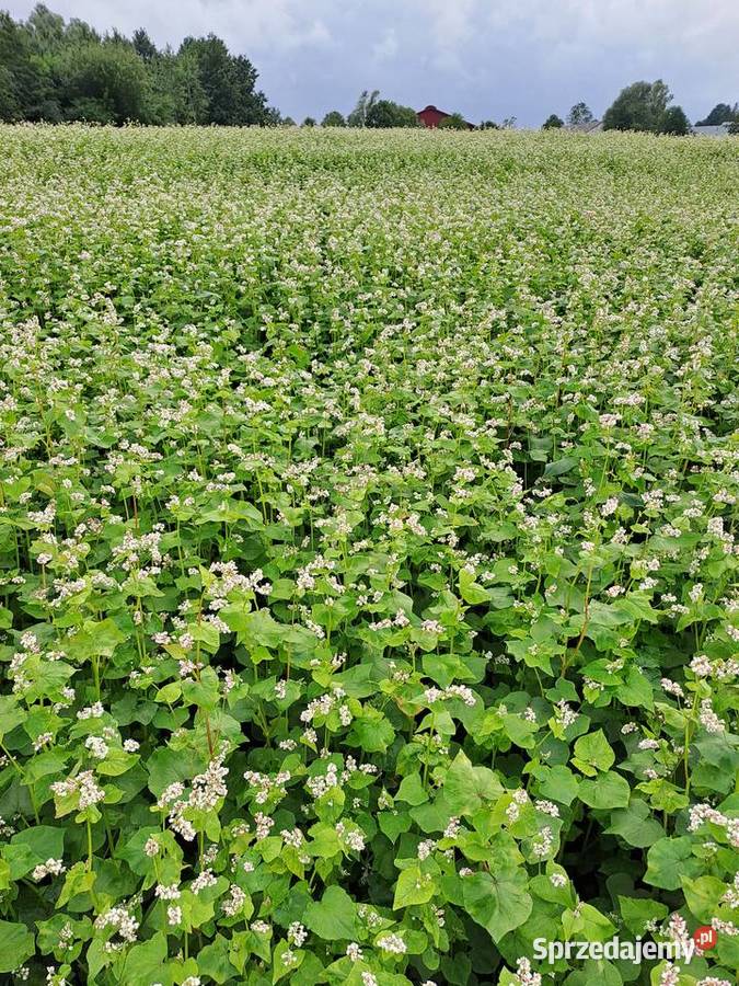 Mieszanka poplonowa gryka soczewica