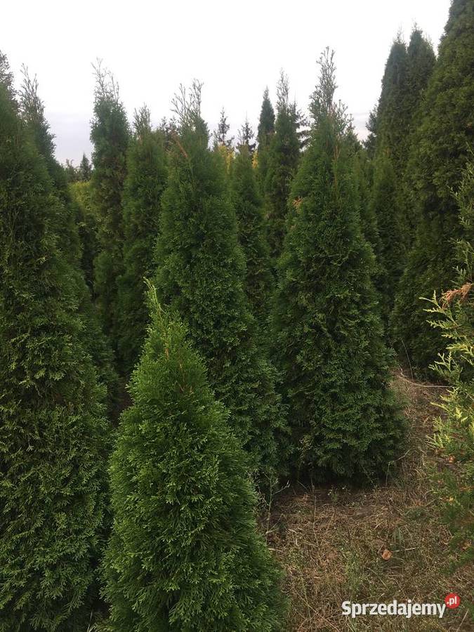 OkazjaSzmaragdy różnej wysokości 150180 200 Sompolno sprzedam