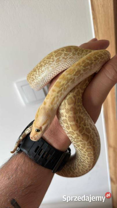 Pyton Birmański samica cb2024 Hypo granite lubelskie