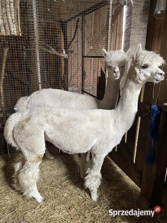 Alpaka alpaki samicasamiec Pozostałe Puszczew