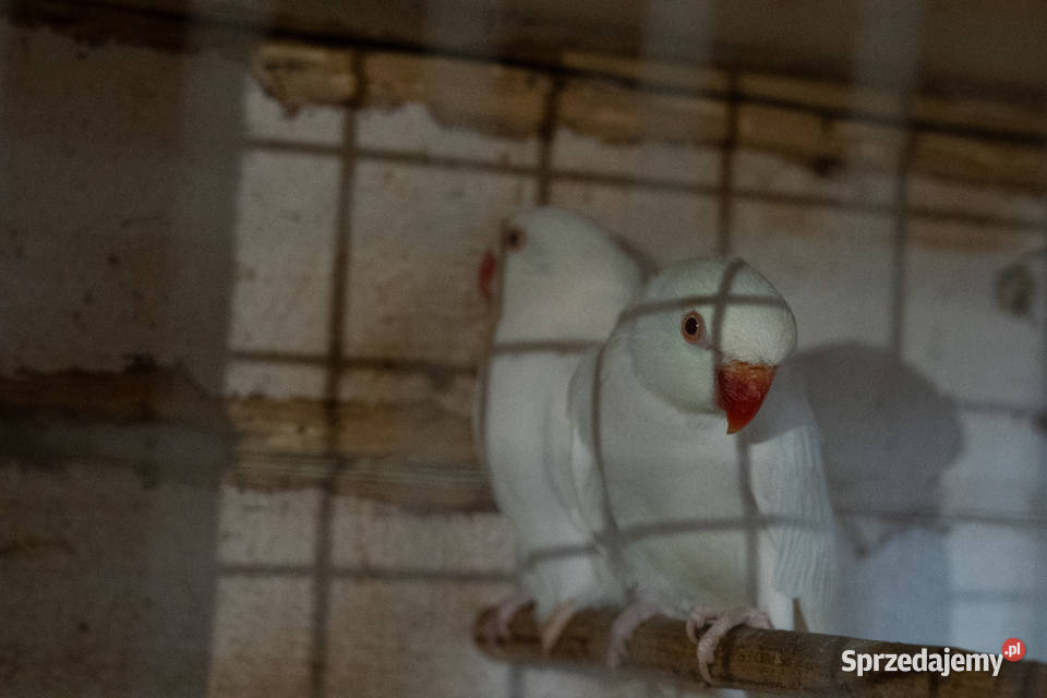 Aleksandretty Albinosy Chmielnik sprzedam