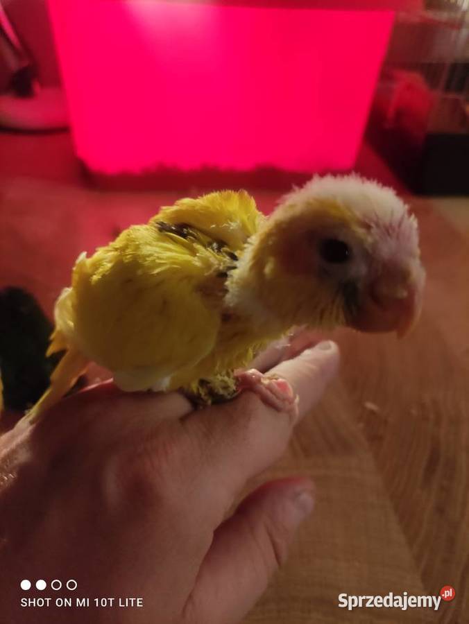 Ręcznie karmione papużki Modrolotki sprzedam Zgierz