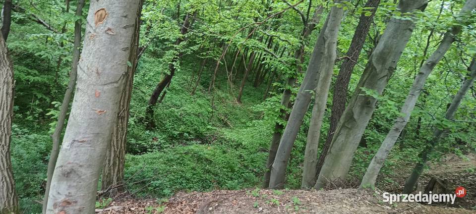 Sprzedam działkę rekreacyjną częściowo zalesioną 11zł/m2 podkarpackie Błażkowa