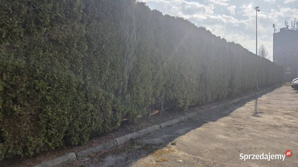 Tuja szmaragd duża ok 3 M Kielce