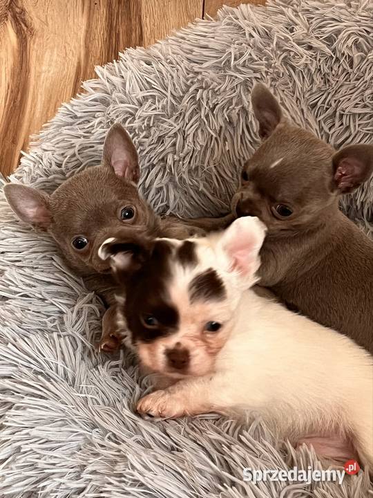 Chihuahua szczeniaki śląskie