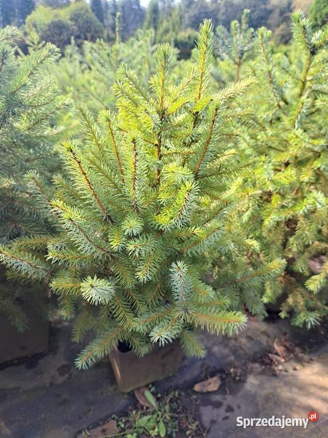 Świerk serbski Picea Omorica rośliny w śląskie Rybnik sprzedam