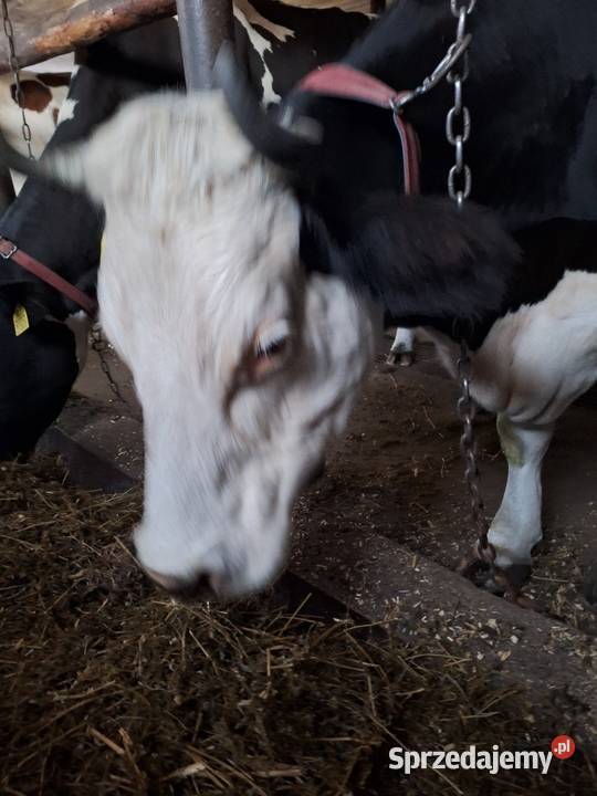 Sprzedam krowę mleczną Myszyniec