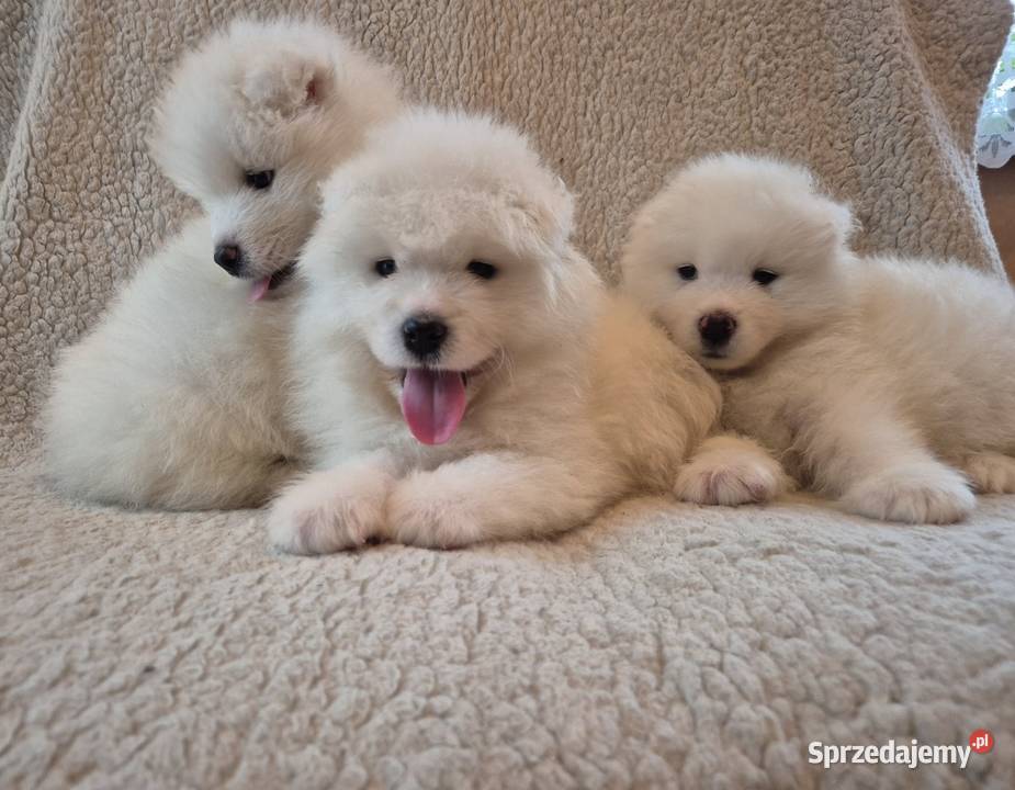 Samoyedsamojed Zwierzęta Miechów