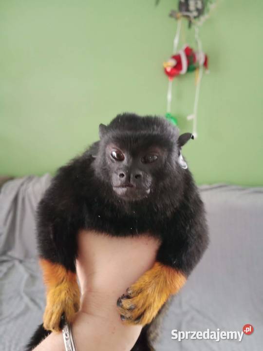 Małpka tamaryna złotoręka