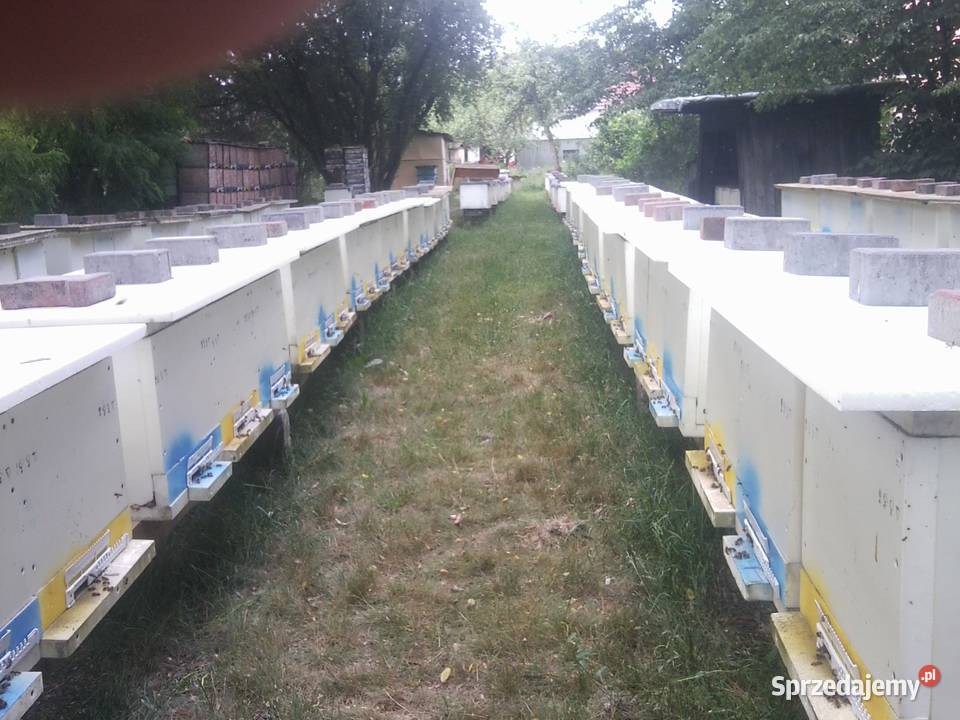Matki pszczele Carnica Celle Tworóg sprzedam